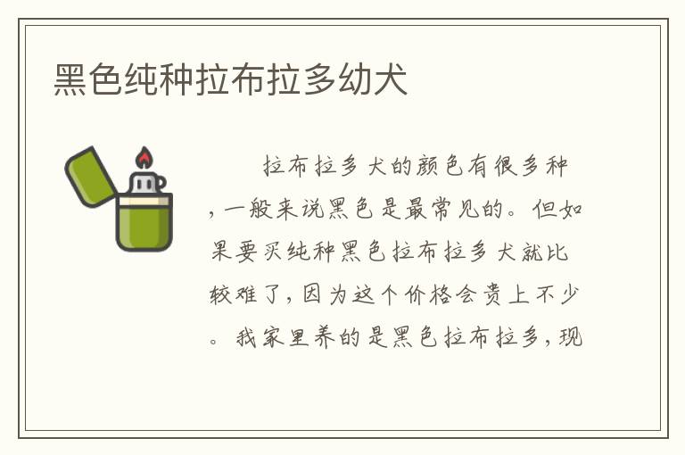 黑色纯种拉布拉多幼犬