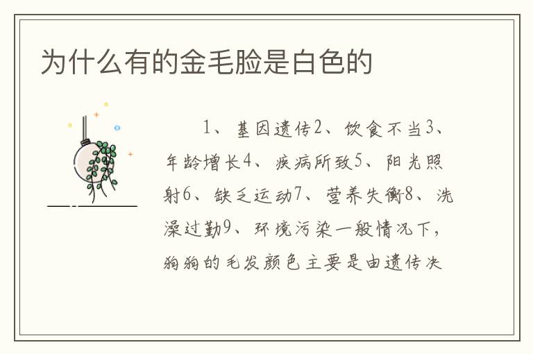为什么有的金毛脸是白色的
