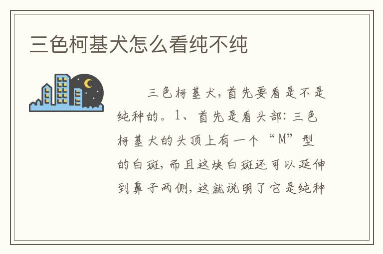 三色柯基犬怎么看纯不纯
