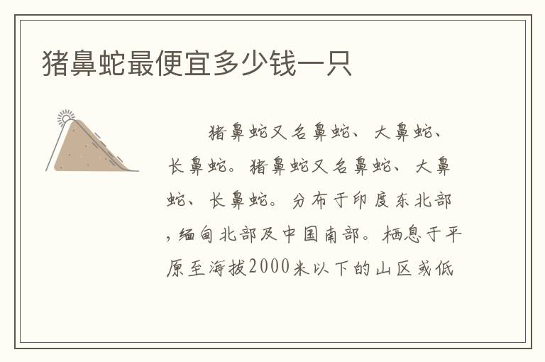 猪鼻蛇最便宜多少钱一只