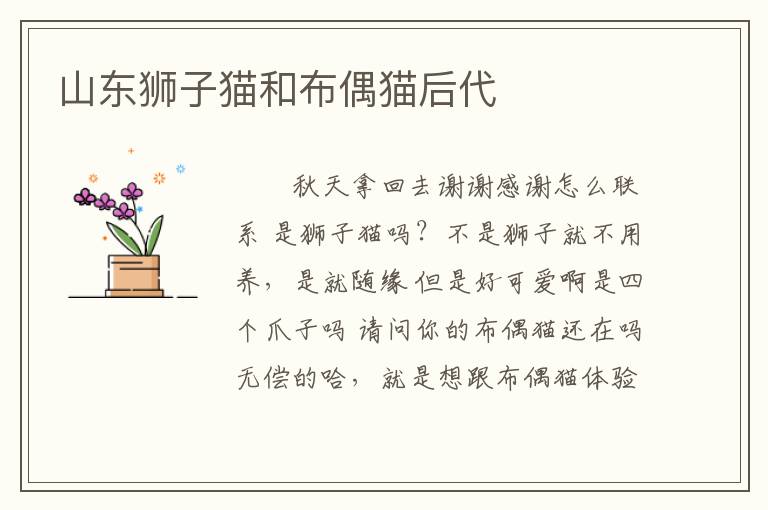 山东狮子猫和布偶猫后代