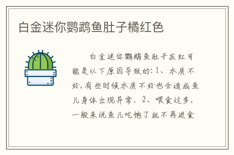 白金迷你鹦鹉鱼肚子橘红色
